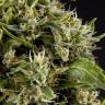 семена конопли элитных сортов Guava Berry Kush (Guayita) feminised Philosopher Seeds семена конопли элитных сортов Guava Berry Kush (Guayita) feminised Philosopher Seeds
