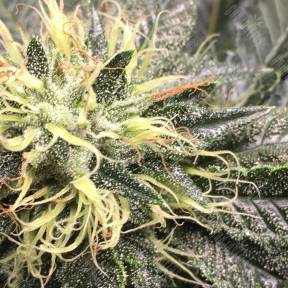 OG Kush feminised Reserva Privada