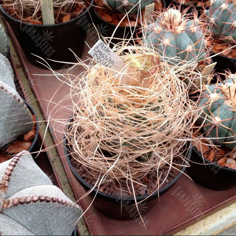 Семена кактуса Astrophytum crassispinoides Семена кактуса Astrophytum crassispinoides