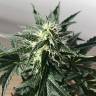 Семена марихуаны Auto Afghan Kush feminised GanjaLiveSeeds Семена марихуаны Auto Afghan Kush feminised GanjaLiveSeeds