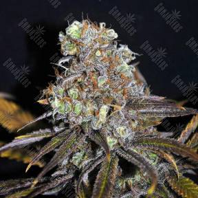 Galaxy feminised Ganja Seeds