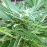 семена конопли в интернете Auto New York City feminised семена конопли в интернете Auto New York City feminised