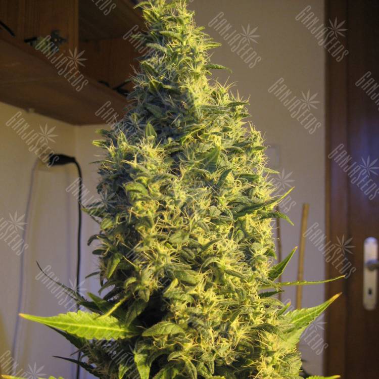 семена конопли почтой Point of No Return regular Mandala Seeds