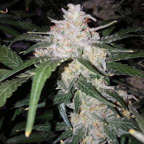 Auto Anesthesia feminised Ganja Seeds