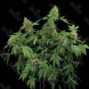Santa Sativa feminised Dinafem Seeds