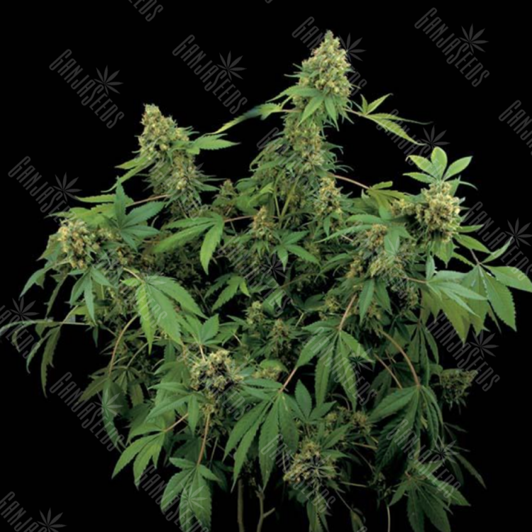 Santa Sativa feminised Dinafem Seeds