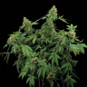 Santa Sativa feminised Dinafem Seeds