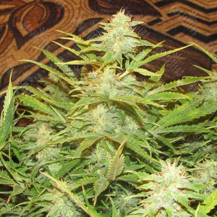 семена конопли Auto Medeo feminised Bang Seeds