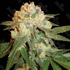 Pegas regular Ganja Seeds