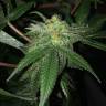 семена конопли дешево Pegas regular Ganja Seeds