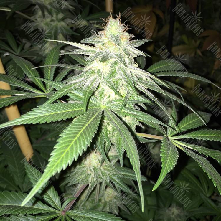регулярные семена конопли купить G13 Skunk (G1) regular Ganja Seeds регулярные семена конопли купить G13 Skunk (G1) regular Ganja Seeds