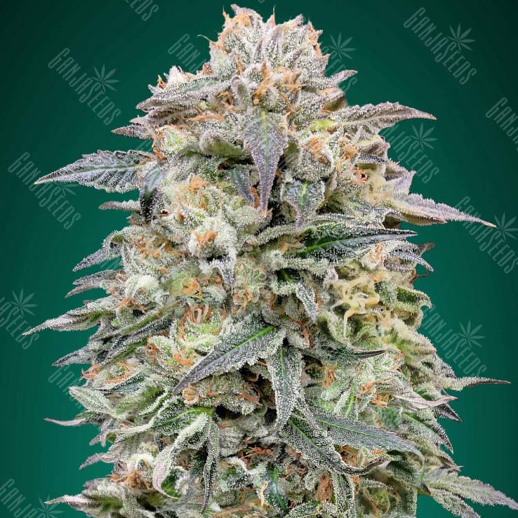 семена конопли в интернете Shark Widow CBD feminised Advanced Seeds семена конопли в интернете Shark Widow CBD feminised Advanced Seeds