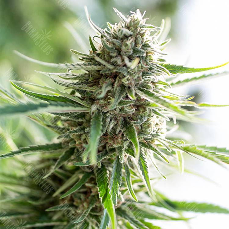 семена конопли Critical Mass CBD feminised Dinafem Seeds