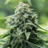 элитные семена конопли Critical Mass CBD feminised Dinafem Seeds