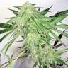 семена конопли с доставкой Dutch Cheese feminised Dutch Passion Seeds
