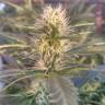 семена конопли курьером Critical Sour feminised Female Seeds семена конопли курьером Critical Sour feminised Female Seeds