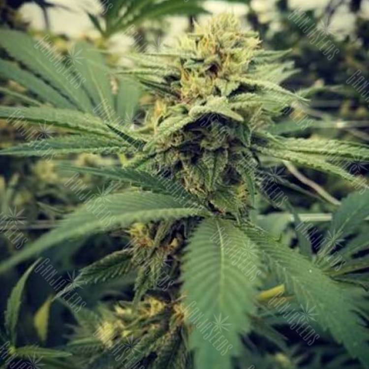 семена конопли для посадки купить Critical Sour feminised Female Seeds семена конопли для посадки купить Critical Sour feminised Female Seeds