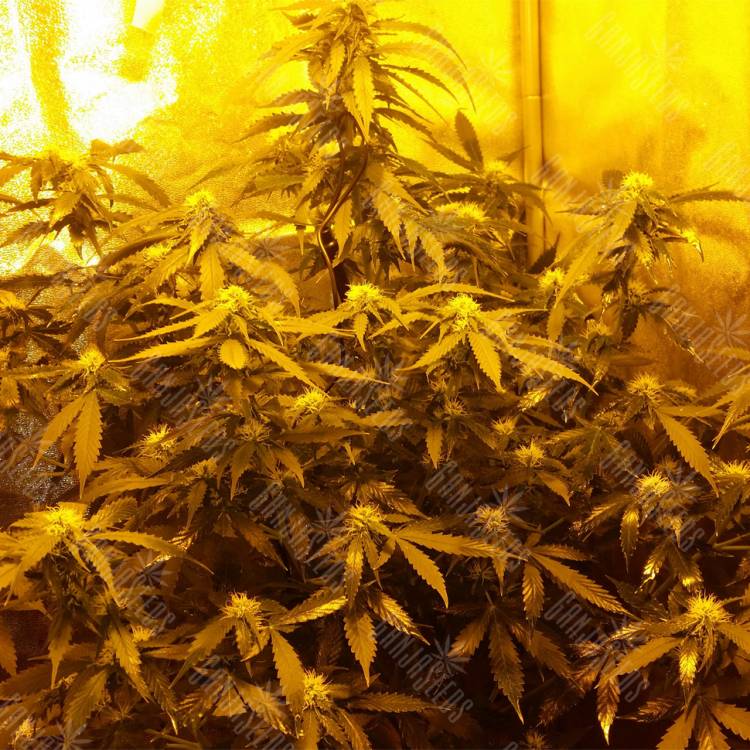 где заказать семена конопли Auto Speedy Boom feminised Kannabia Seeds где заказать семена конопли Auto Speedy Boom feminised Kannabia Seeds