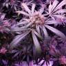 конопля семена сорта заказать Snow White feminised Nirvana Seeds
