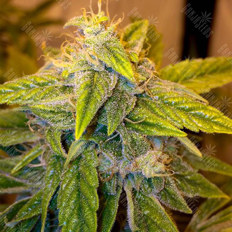 семена конопли Purple OG #18 feminised Reserva Privada семена конопли Purple OG #18 feminised Reserva Privada