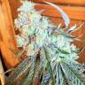 семена конопли почтой Purple OG #18 feminised Reserva Privada семена конопли почтой Purple OG #18 feminised Reserva Privada