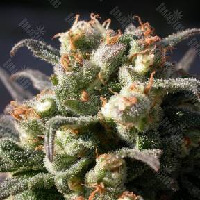 Warlock feminised Serious Seeds