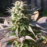 семена индийской конопли Warlock feminised Serious Seeds