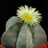 Заказать семена кактуса Astrophytum coahuilense Заказать семена кактуса Astrophytum coahuilense