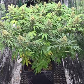 Super Skunk feminised Ganja Seeds