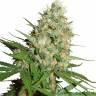 Train Wreck feminised Ganja Seeds