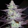 Train Wreck feminised Ganja Seeds