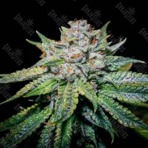 Train Wreck feminised Ganja Seeds