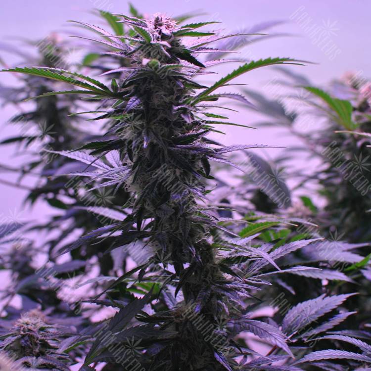 семена конопли для курения Afghan Kush regular Ganja Seeds семена конопли для курения Afghan Kush regular Ganja Seeds