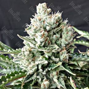 G13 feminised Ganja Seeds