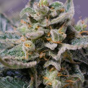 Shark Attack feminised Dinafem Seeds