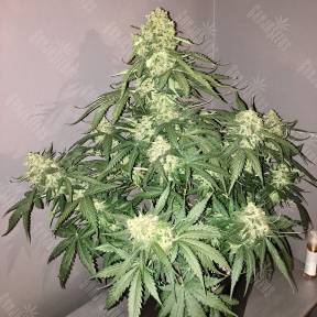 Auto Shalkar feminised Bang Seeds