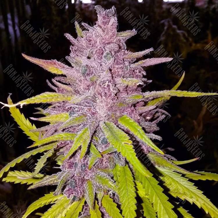 Point Of No Return x AK 47 (Powerful) regular Ganja Seeds Point Of No Return x AK 47 (Powerful) regular Ganja Seeds