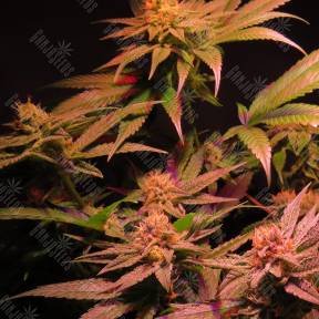 Powerful regular Ganja Seeds