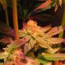 семена конопли Powerful regular Ganja Seeds семена конопли Powerful regular Ganja Seeds