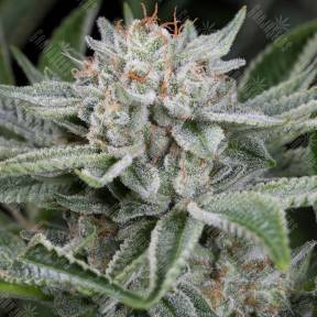 Auto Blue Cheese feminised Barneys Farm