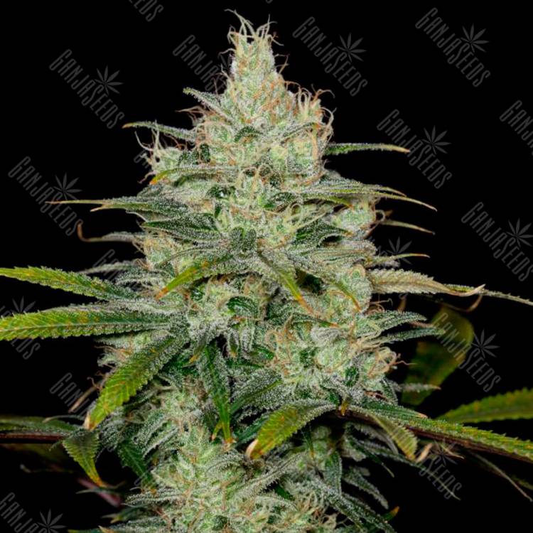 семена каннабиса Cheese CBD feminised Dinafem Seeds семена каннабиса Cheese CBD feminised Dinafem Seeds
