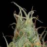семена конопли Cheese CBD feminised Dinafem Seeds семена конопли Cheese CBD feminised Dinafem Seeds