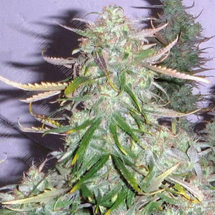 семена конопли f1 в оригинальной упаковке Gagarin Haze feminised Dutch Passion Seeds семена конопли f1 в оригинальной упаковке Gagarin Haze feminised Dutch Passion Seeds