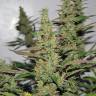 семена сортовой конопли Gagarin Haze feminised Dutch Passion Seeds семена сортовой конопли Gagarin Haze feminised Dutch Passion Seeds