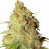 качественные семена конопли Gagarin Haze feminised Dutch Passion Seeds качественные семена конопли Gagarin Haze feminised Dutch Passion Seeds