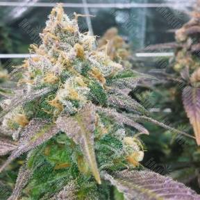 Dream Berry feminised Female Seeds