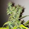 семена конопли аутдор Dream Berry feminised Female Seeds семена конопли аутдор Dream Berry feminised Female Seeds