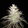 семена конопли элитных сортов Dream Berry feminised Female Seeds семена конопли элитных сортов Dream Berry feminised Female Seeds