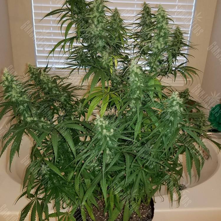 семена конопли в России Sterling Haze feminised Nirvana Seeds