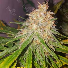 Lemon OG Candy feminised Philosopher Seeds